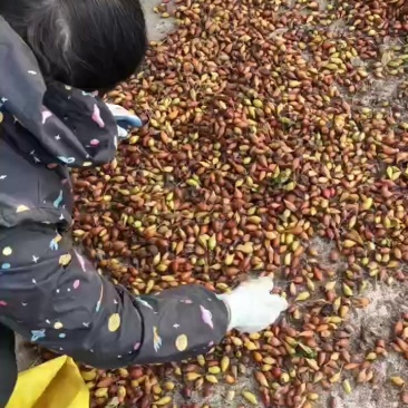 供应酿酒金樱子