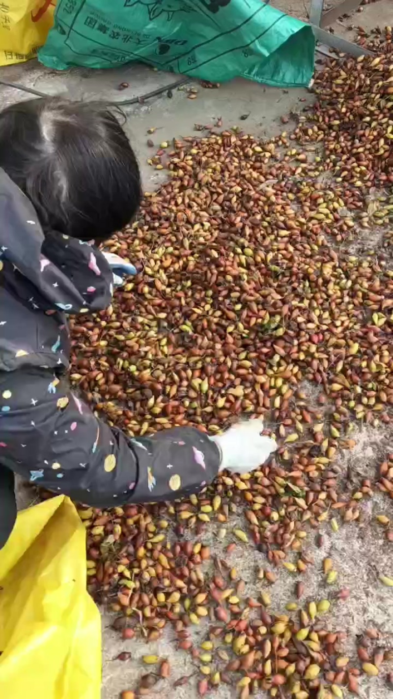 供应酿酒金樱子
