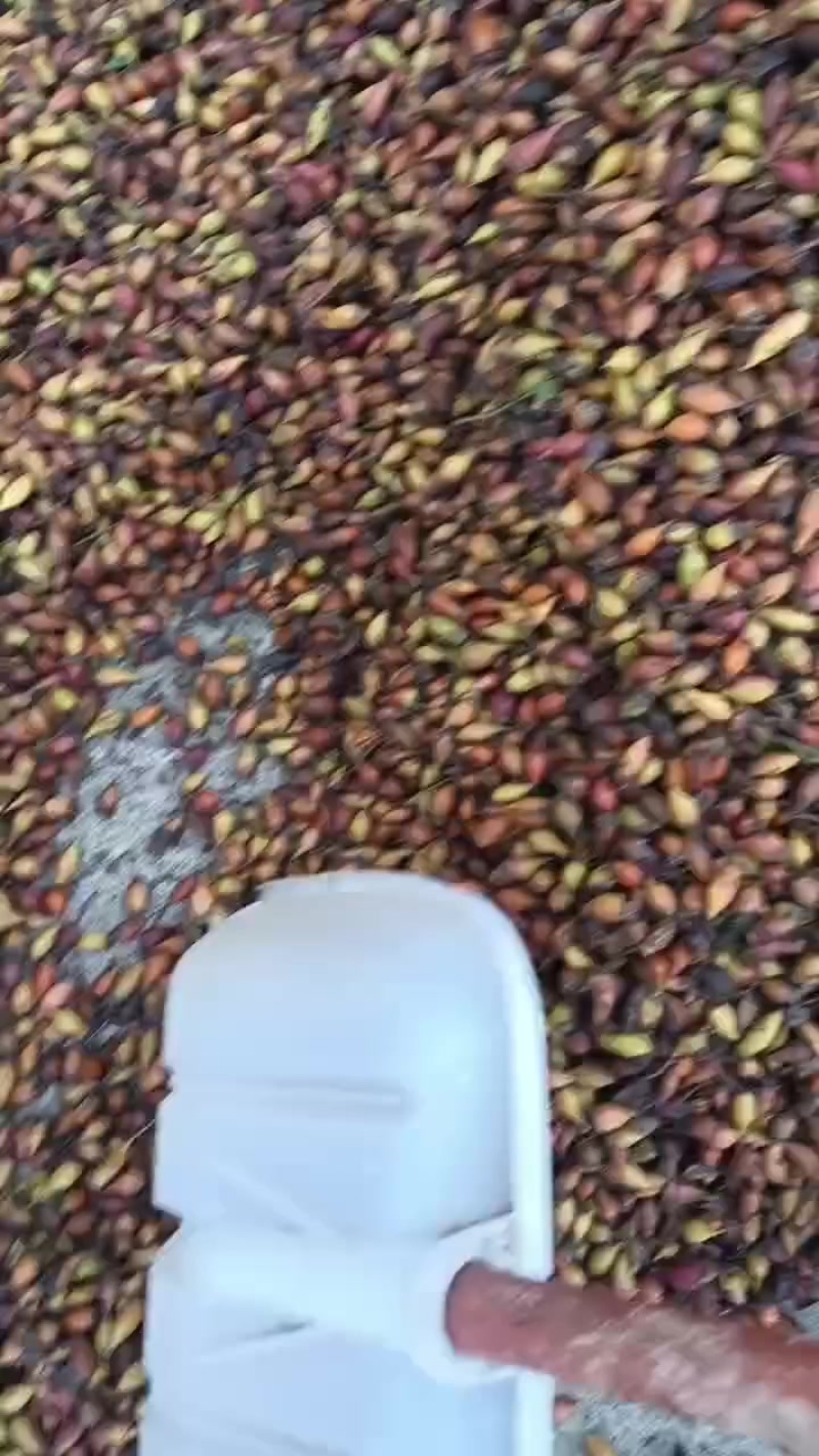 供应酿酒金樱子