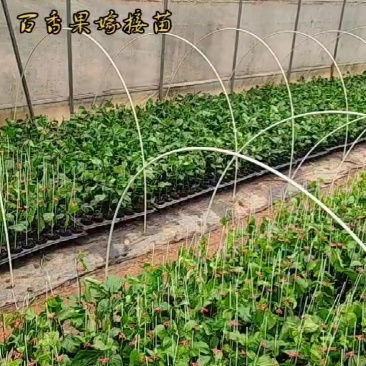 百香果苗冬月嫁接苗