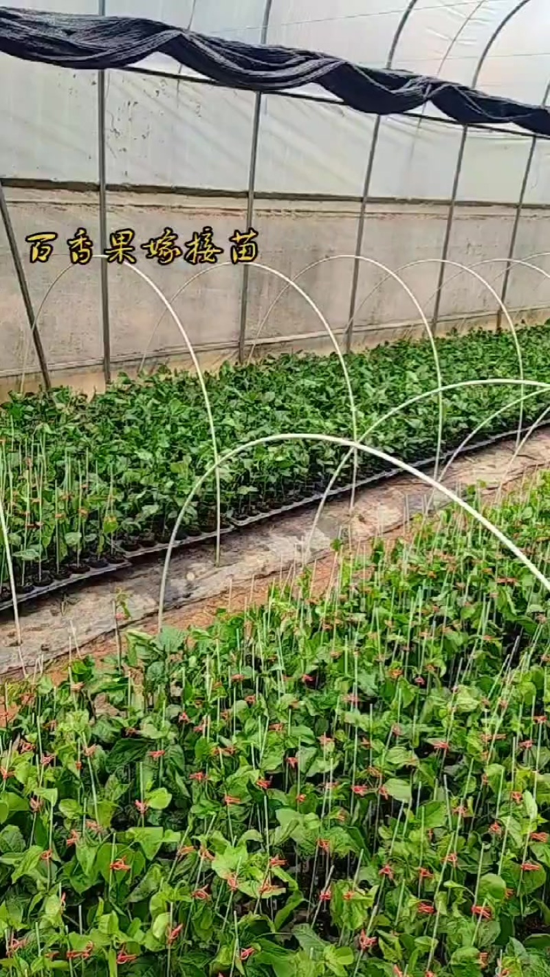 百香果苗冬月嫁接苗