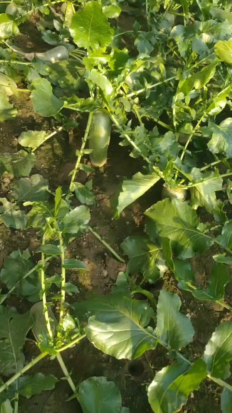 沙窝萝卜原产地批发零售一件代发