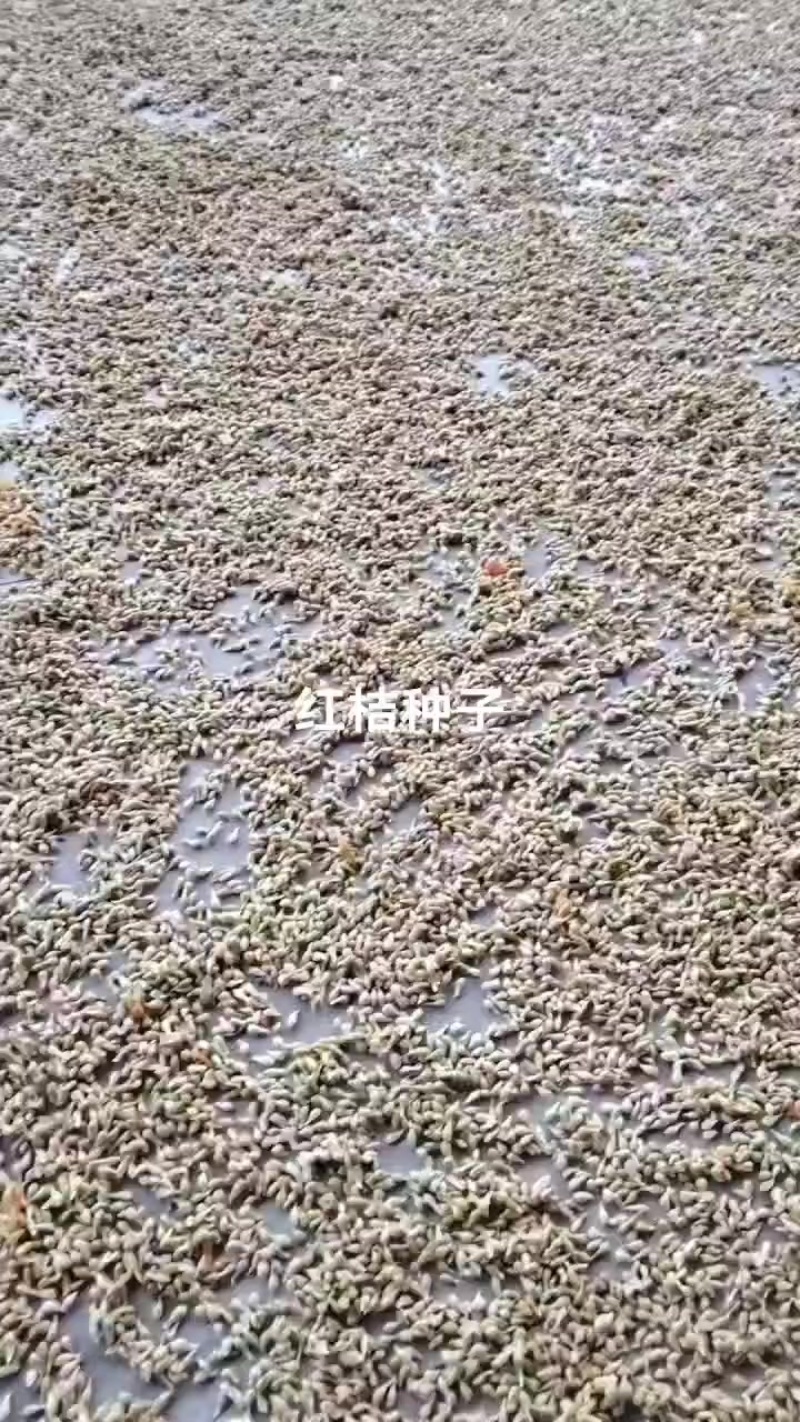 红桔种子