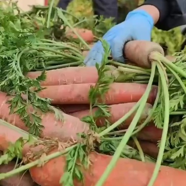 大荔红萝卜🥕，大量供应中，欢迎全国各地客商。