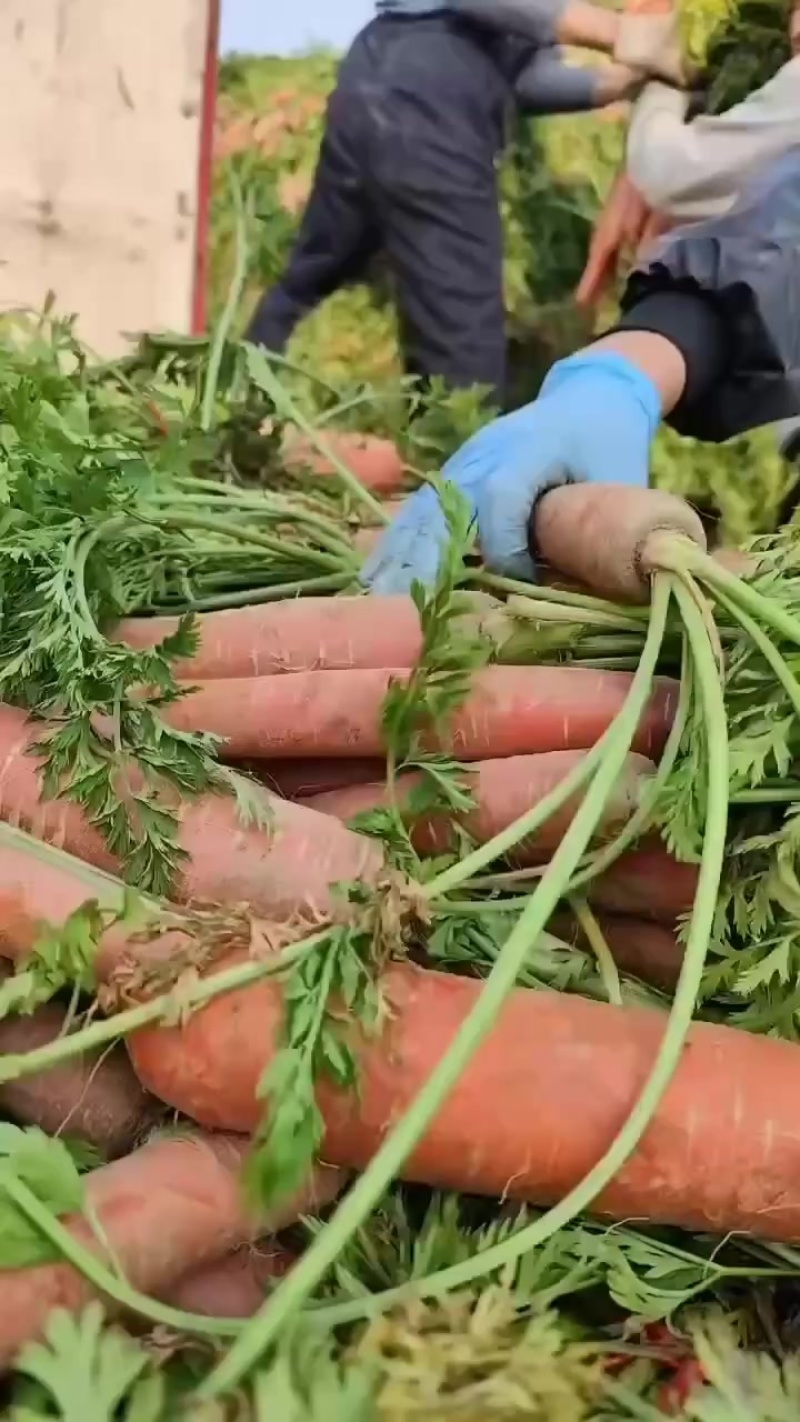 大荔红萝卜🥕，大量供应中，欢迎全国各地客商。