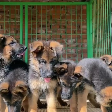 纯种赛级德国牧羊犬