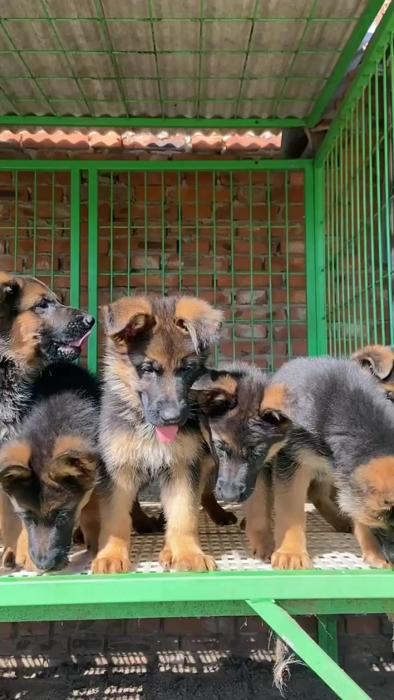 纯种赛级德国牧羊犬