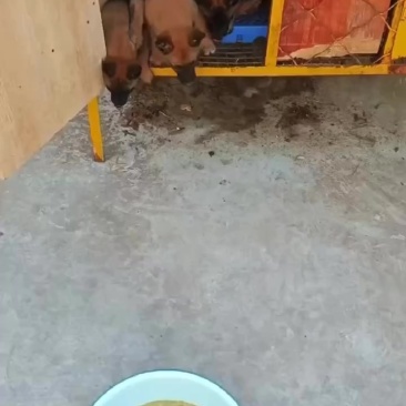 纯种高动力小马犬