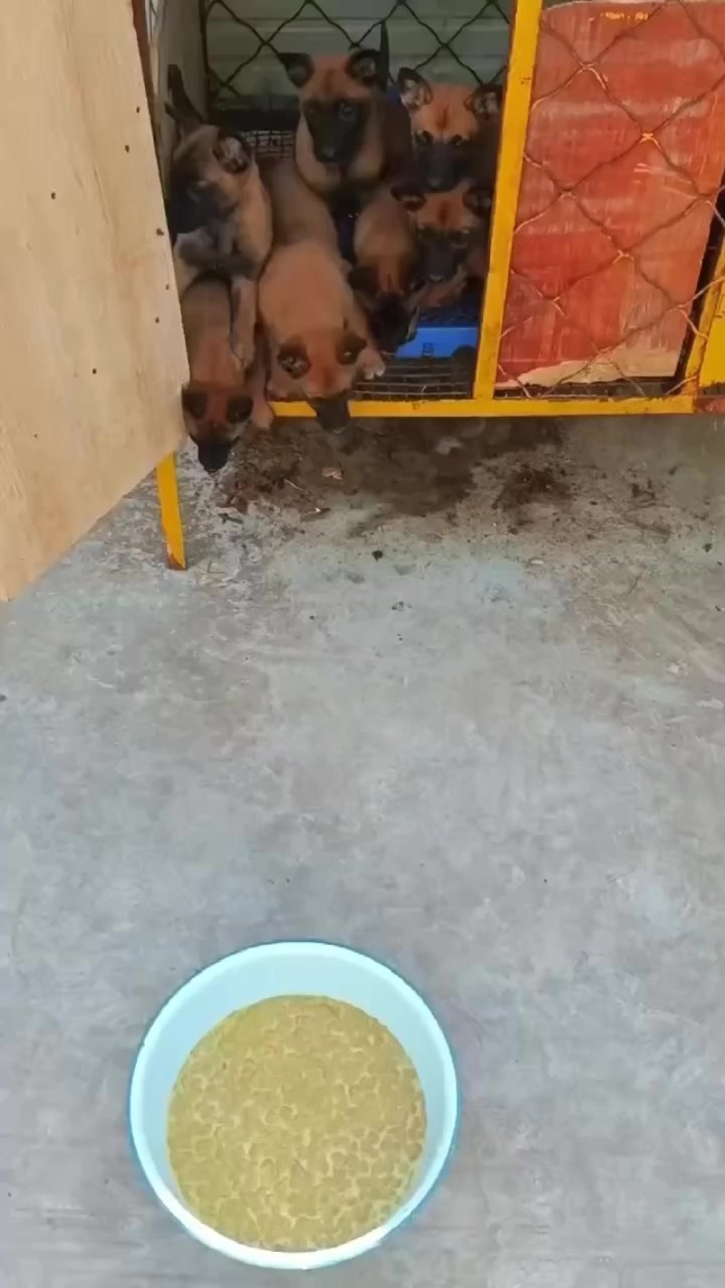 纯种高动力小马犬