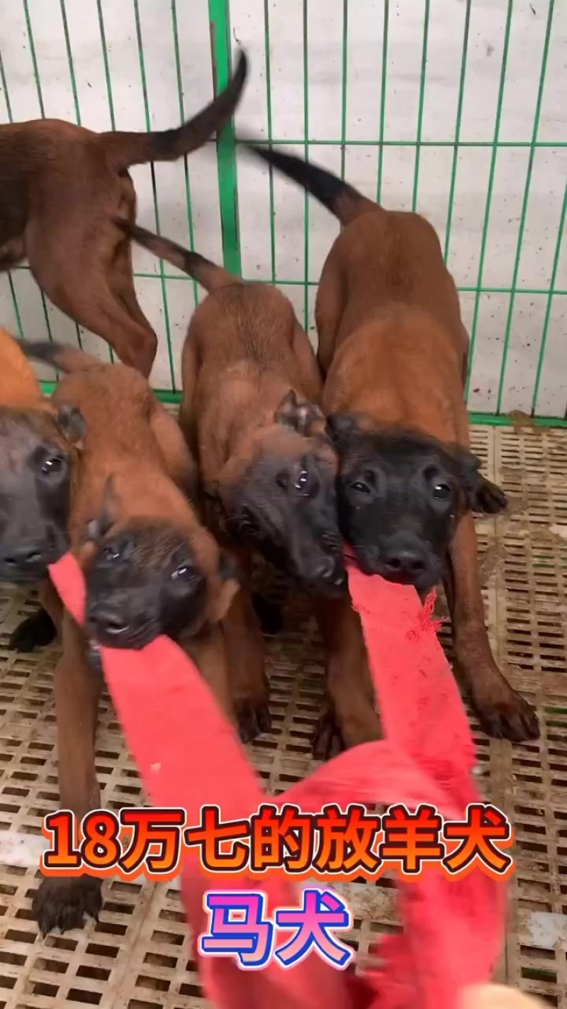 纯种高动力小马犬