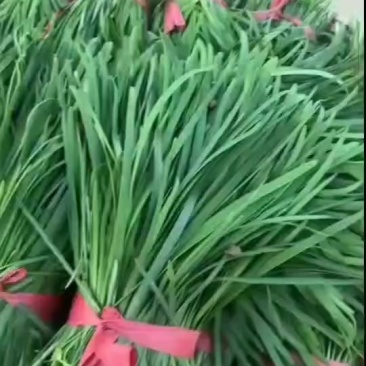 韭菜