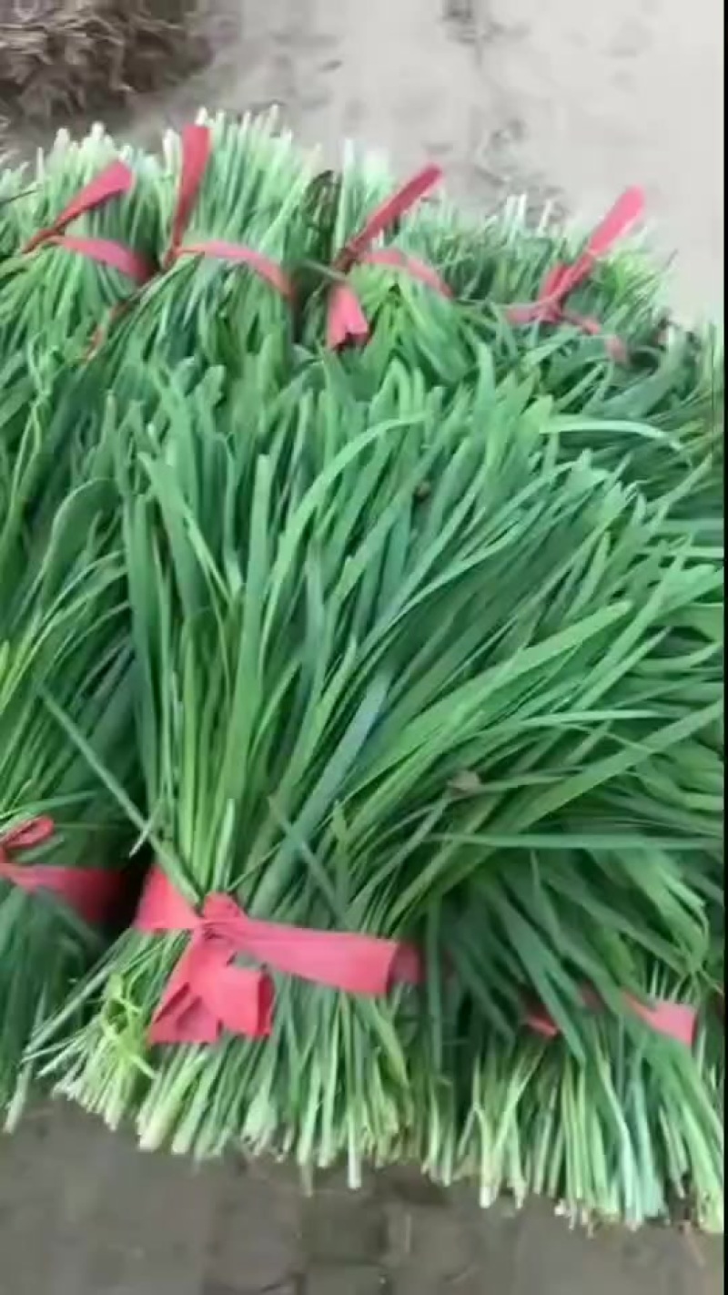 韭菜