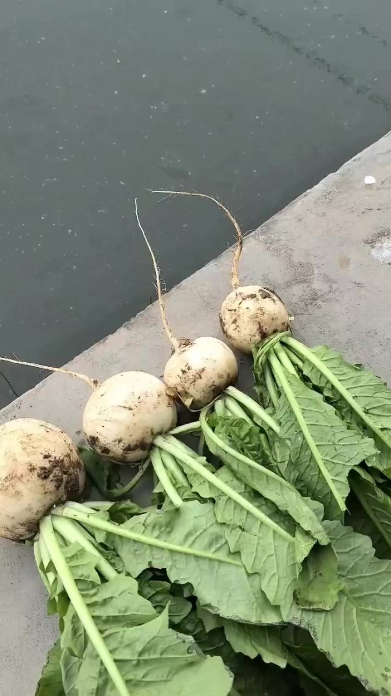 圆萝卜