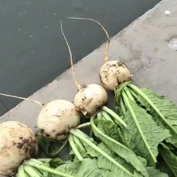 圆萝卜