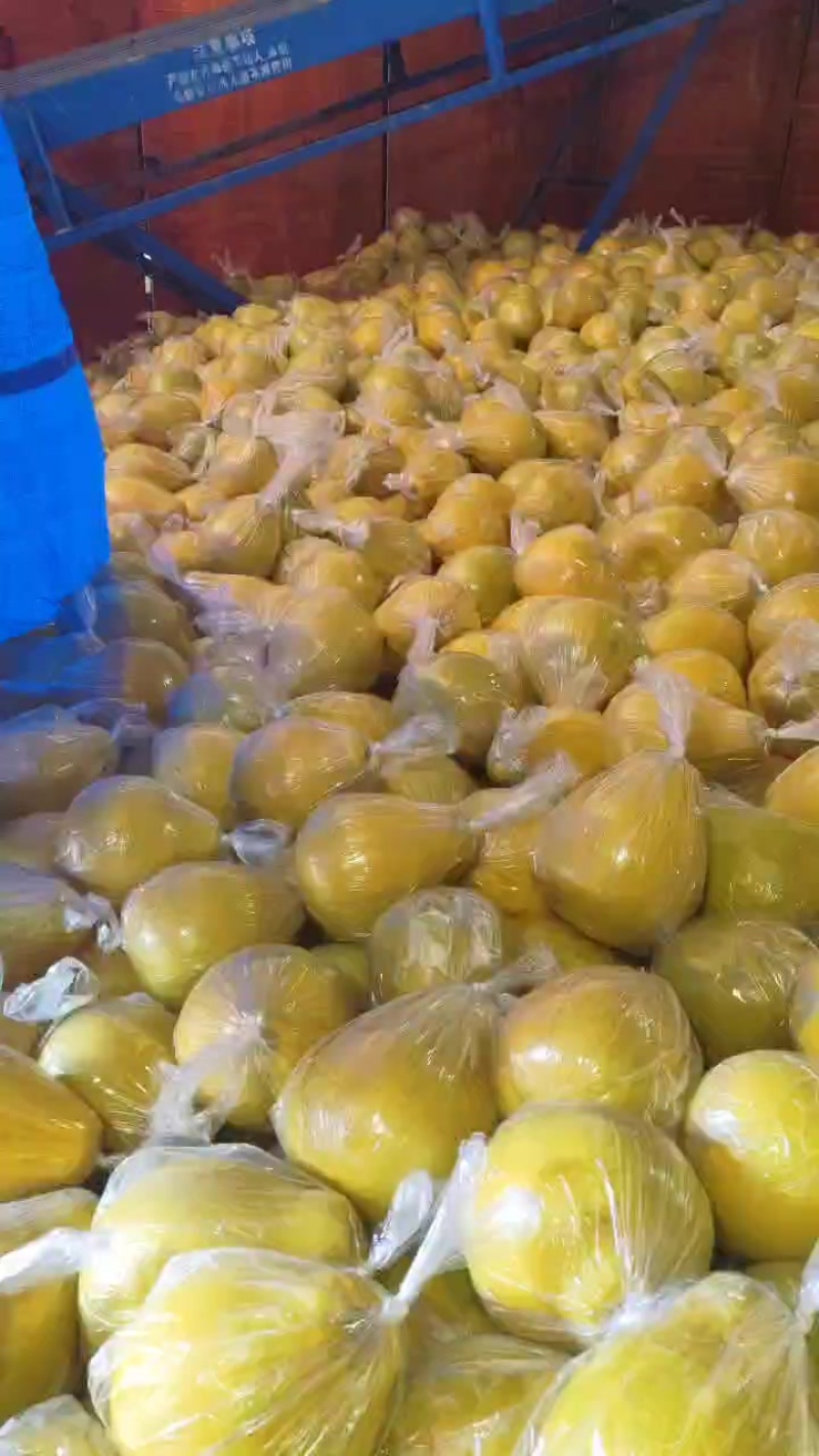 梅州农户一手货价格回调！有兴趣直接联系