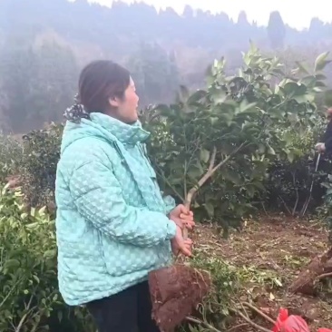 爱媛苗