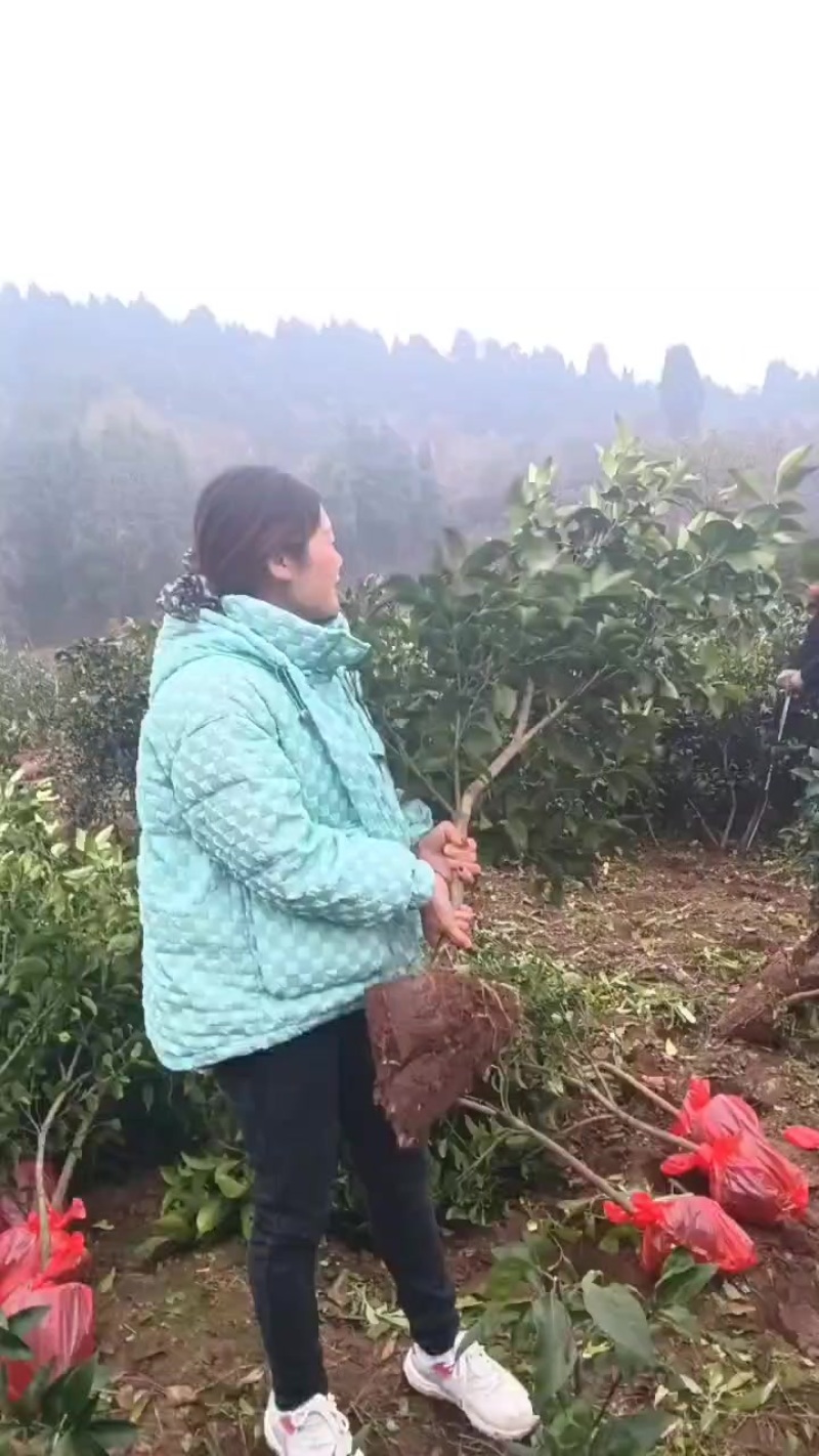 爱媛苗