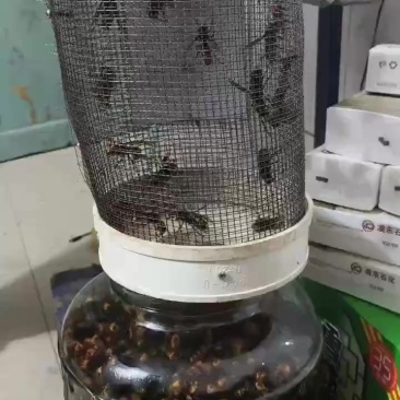 虎头蜂酒