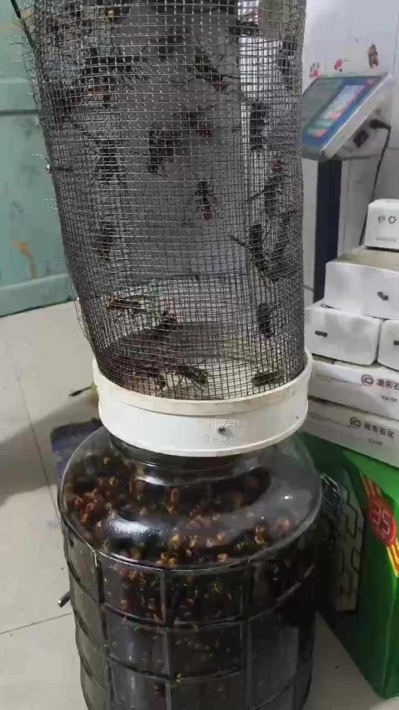 虎头蜂酒