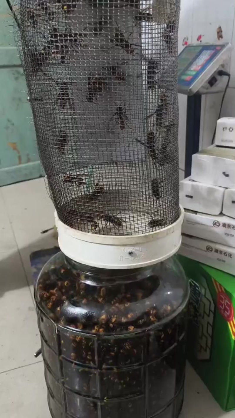 虎头蜂酒