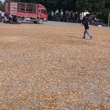 黄花菜