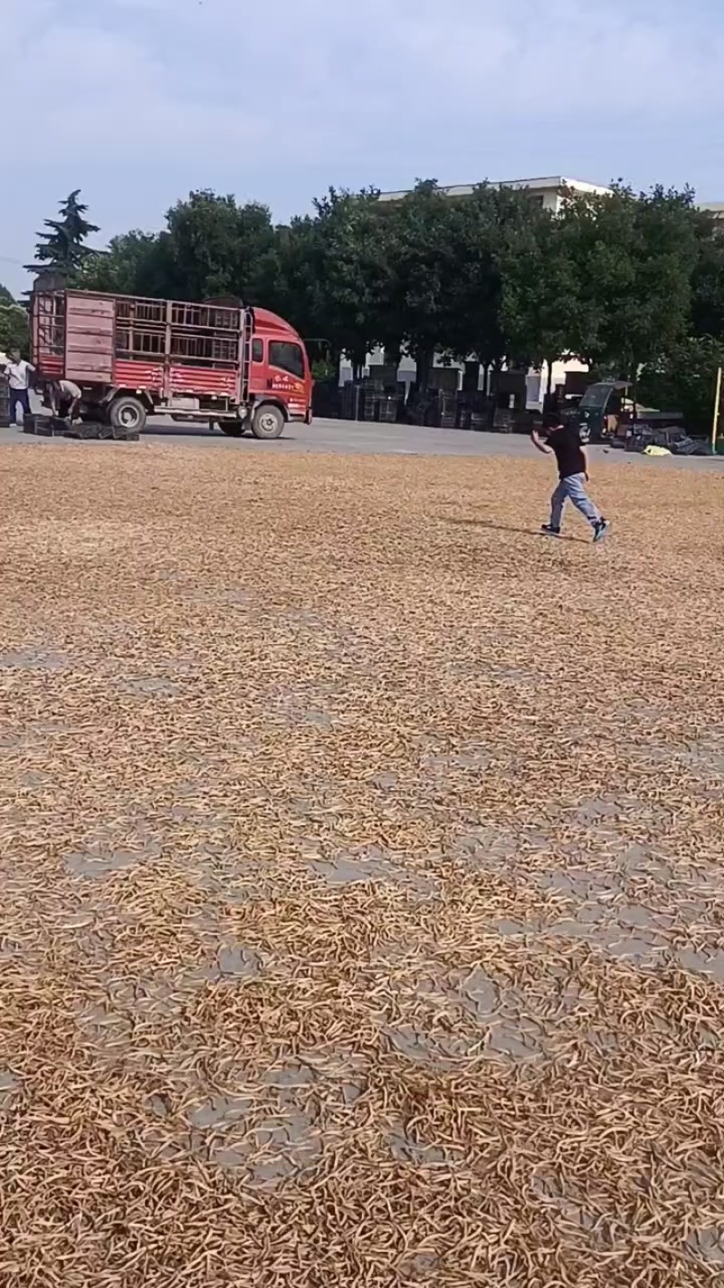 黄花菜