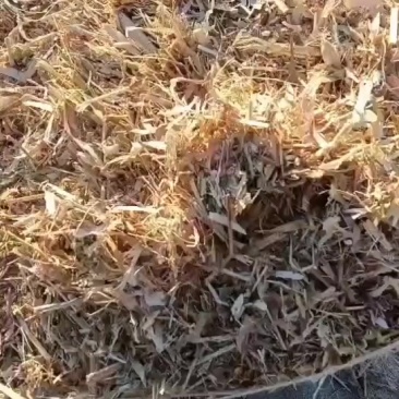 内蒙优质牧草