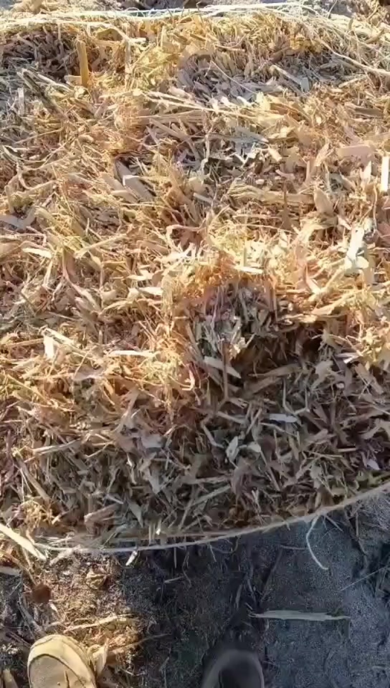 内蒙优质牧草