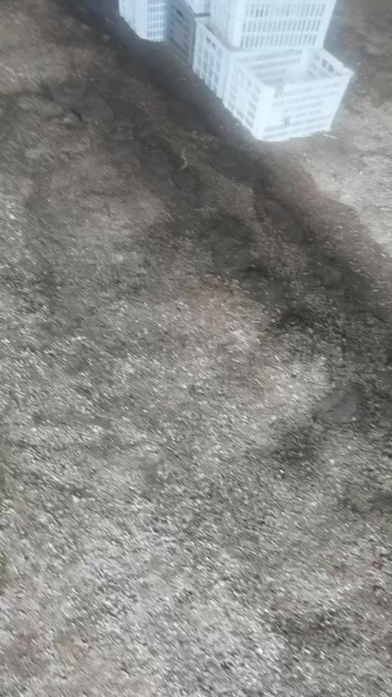 蚯蚓粪