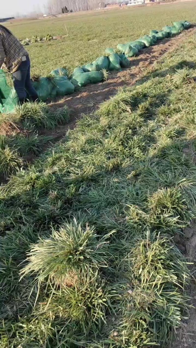 麦冬苗