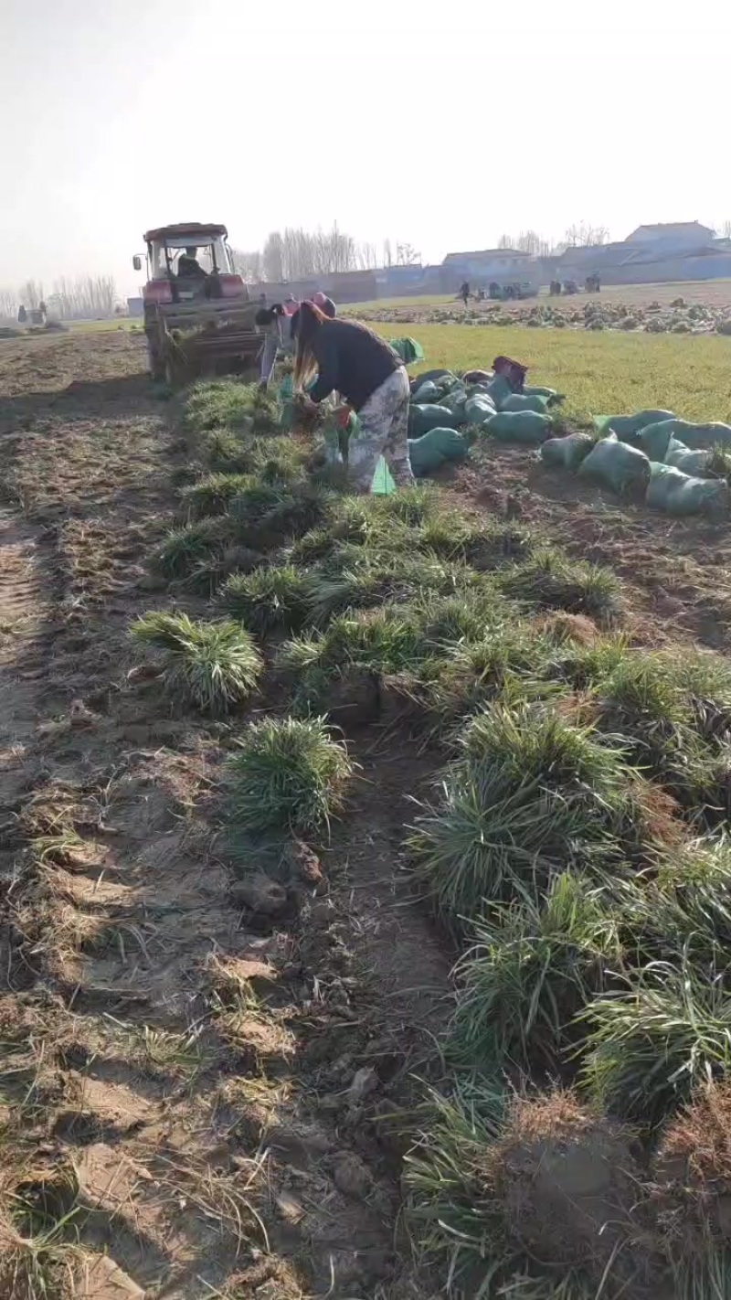 麦冬苗