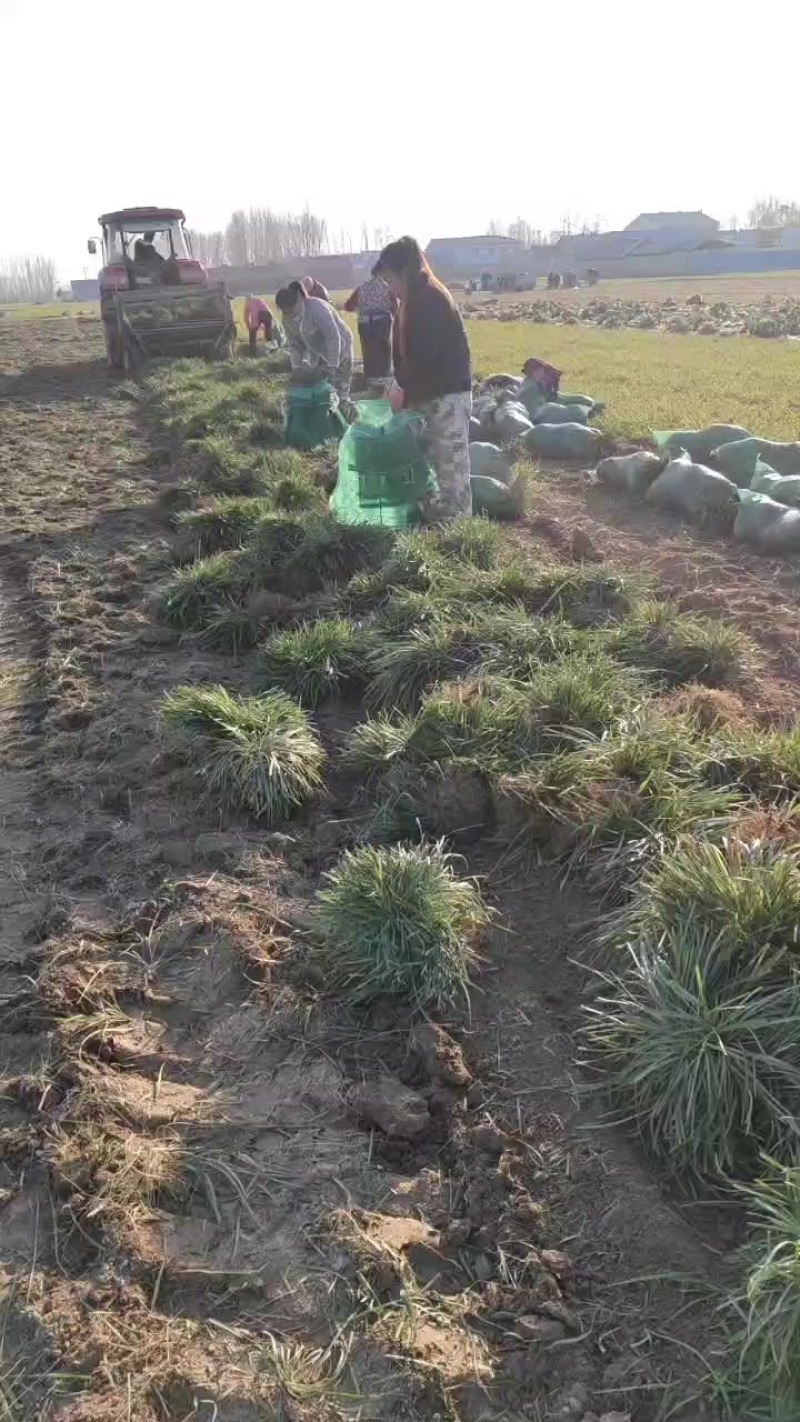 麦冬苗