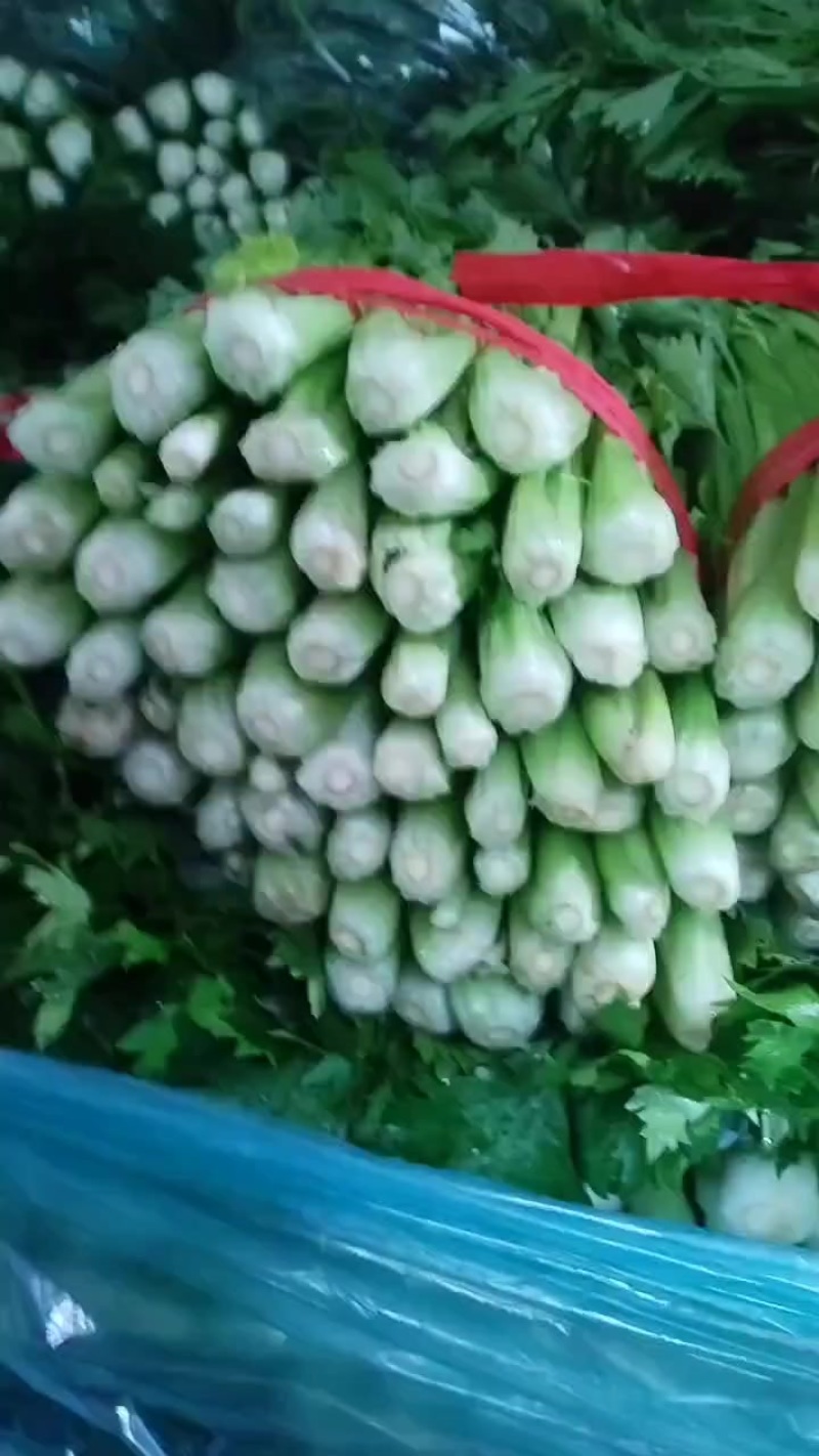 芹菜