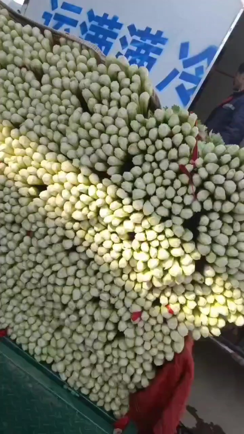 芹菜