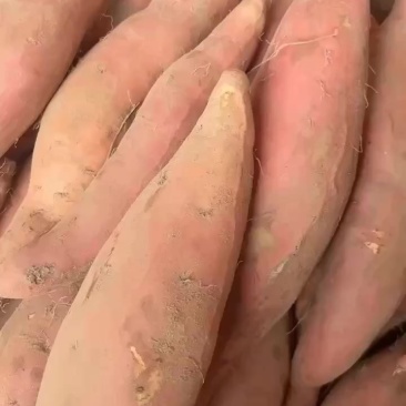 烟薯