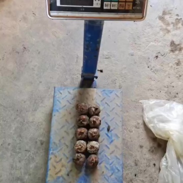 精品马蹄