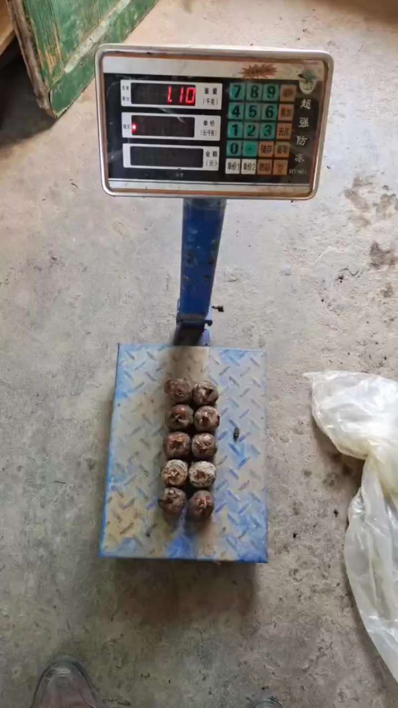 精品马蹄