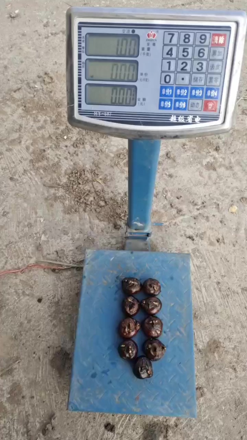 精品马蹄