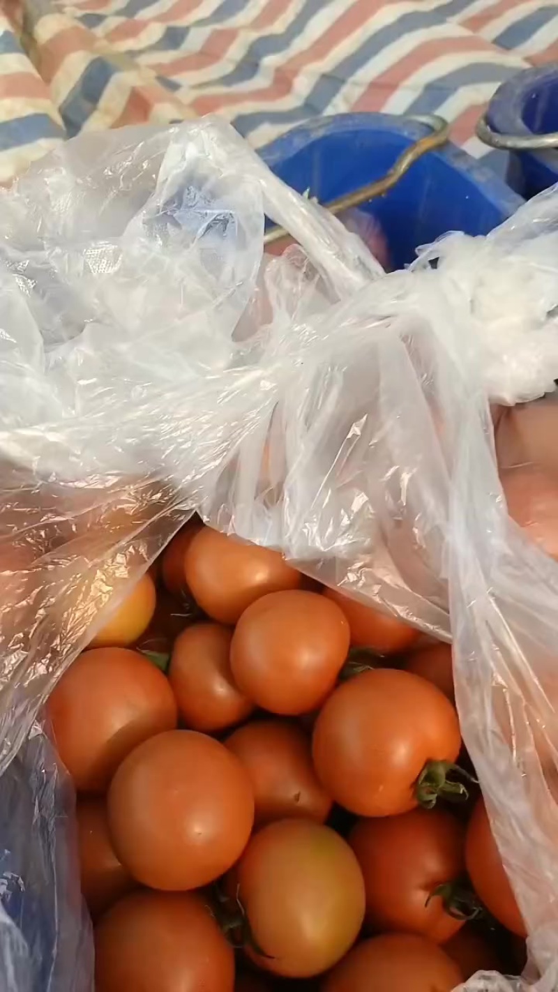 广西百色市田东县露天西红柿