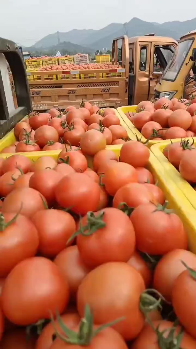 广西百色市田东县露天西红柿