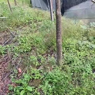 八重樱，樱花7-8-9公分