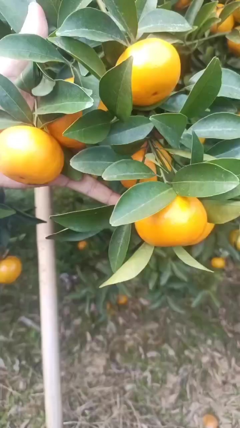 年桔，年货，靓大桔，