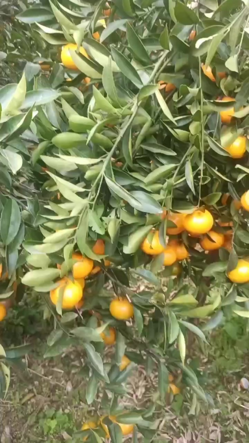 年桔，年货，靓大桔，