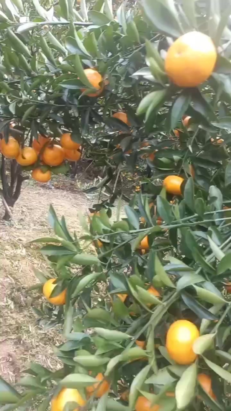 年桔，年货，靓大桔，