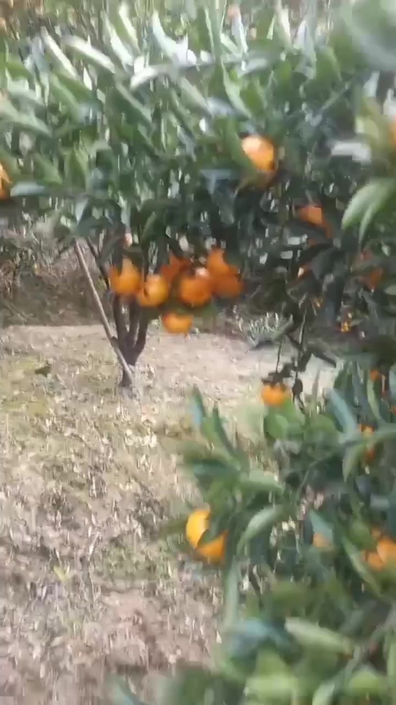 年桔，年货，靓大桔，