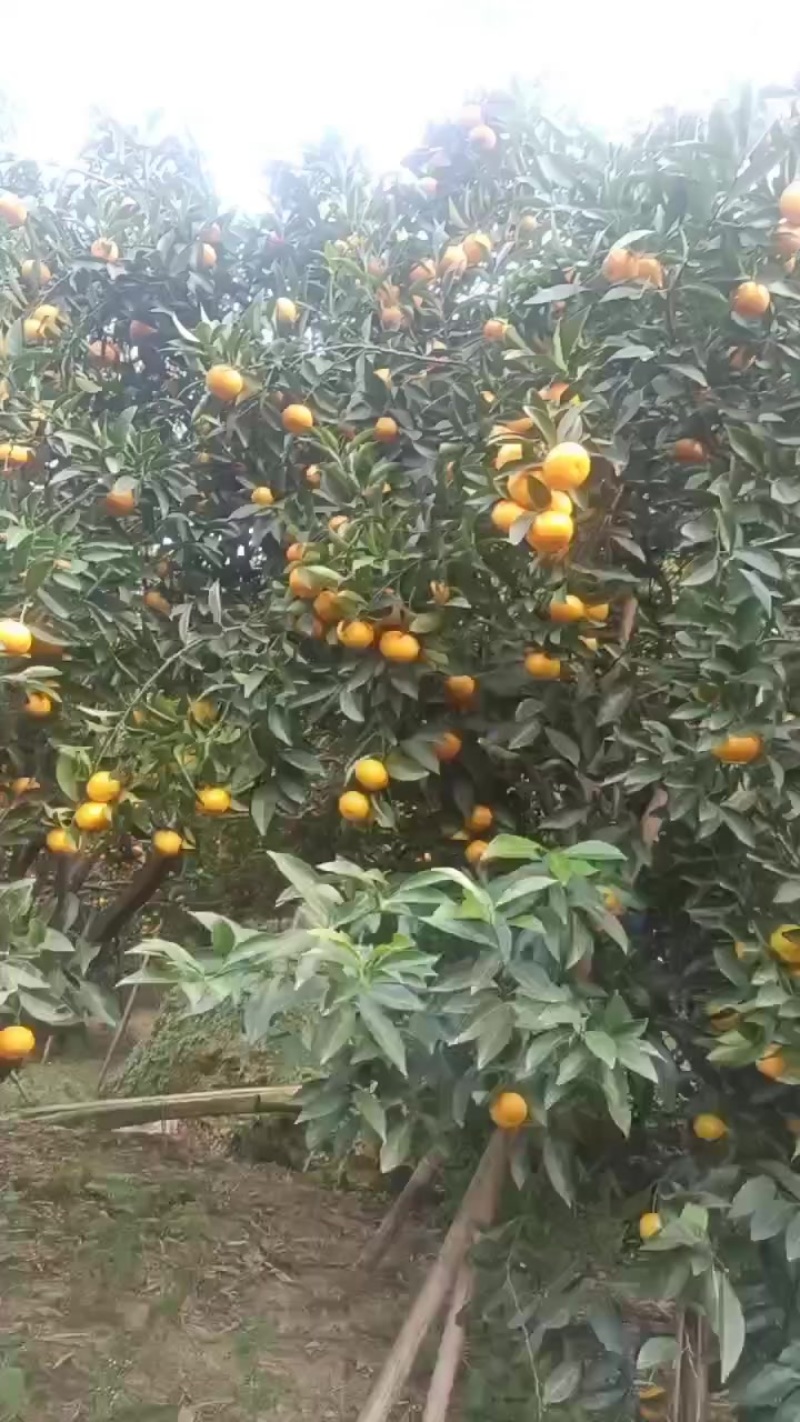 年桔，年货，靓大桔，