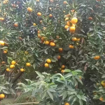 年桔，年货，靓大桔，