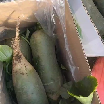 天津金星萝卜