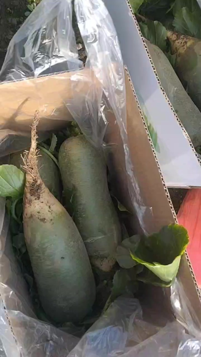 天津金星萝卜