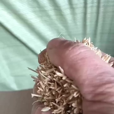 压缩稻壳验货中！